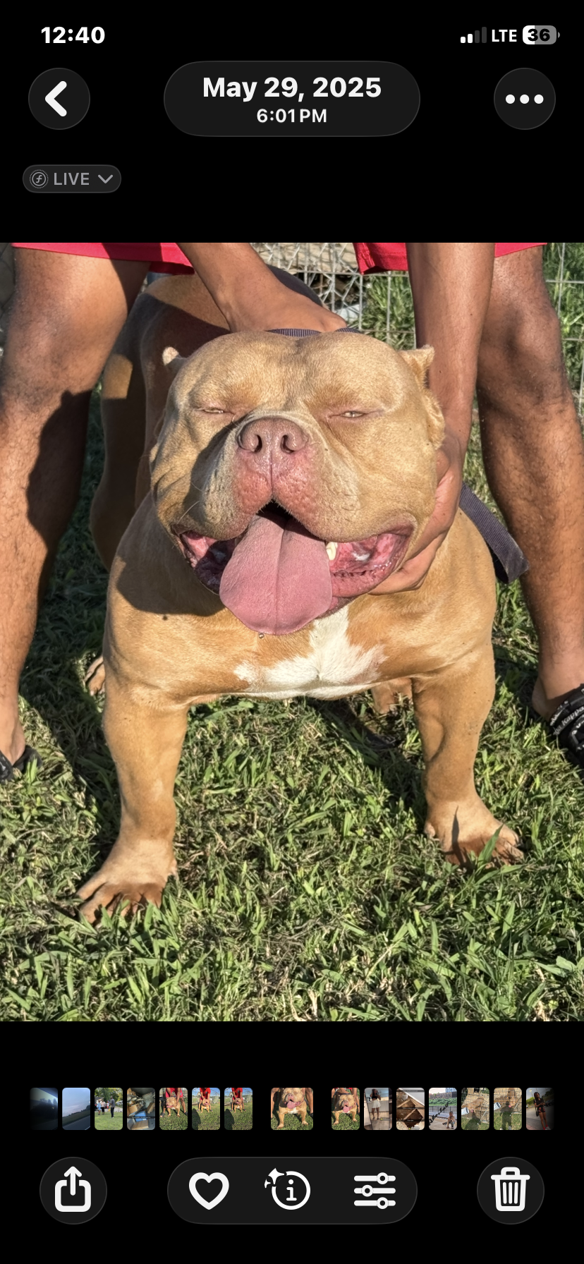 Dog Featured Image