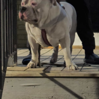 Dog Featured Image