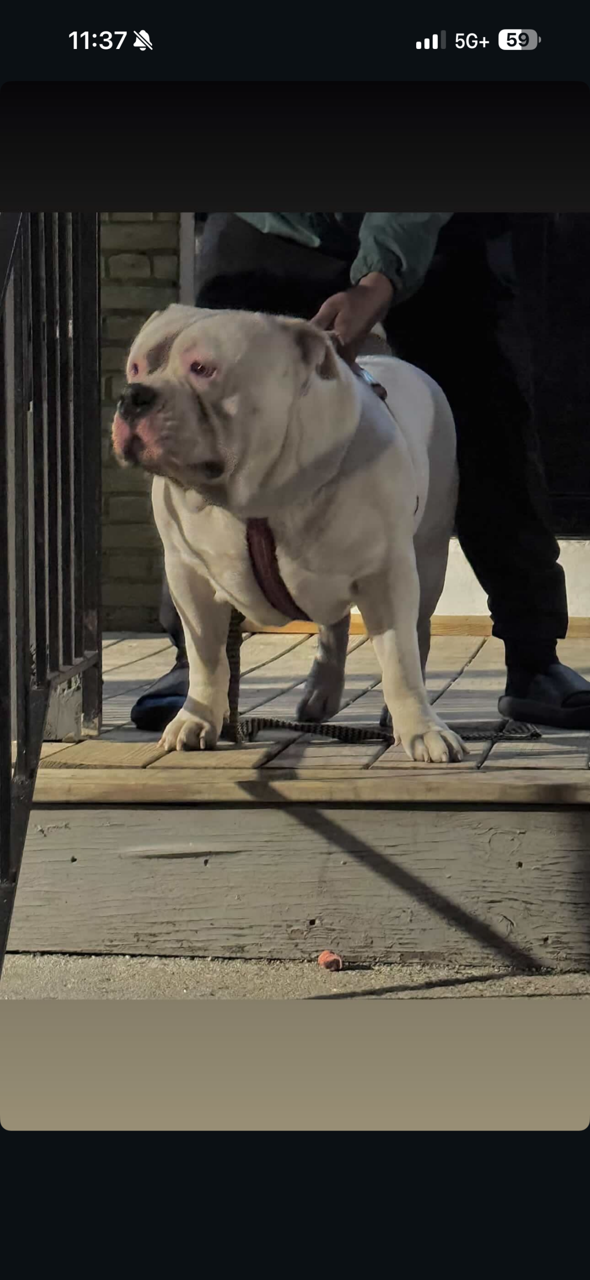 Dog Featured Image