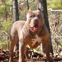 Topsoufdawgz Gusto