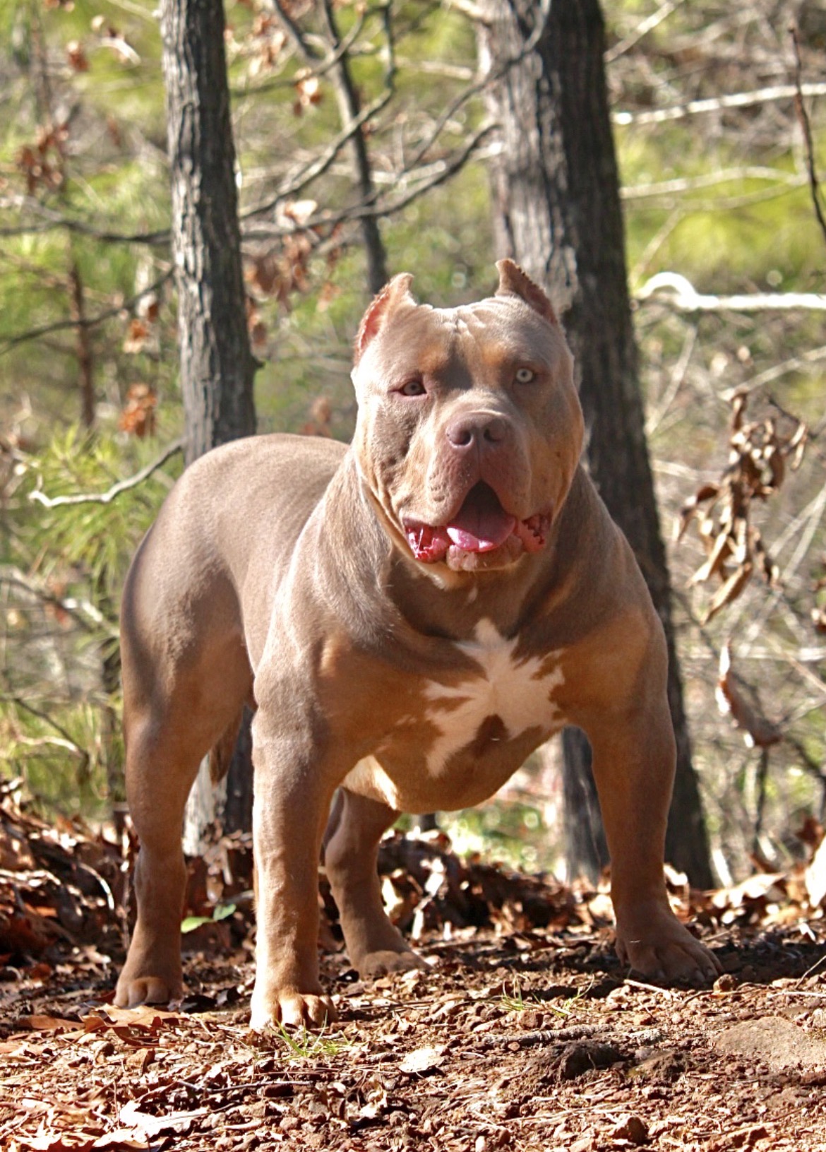Dog Featured Image