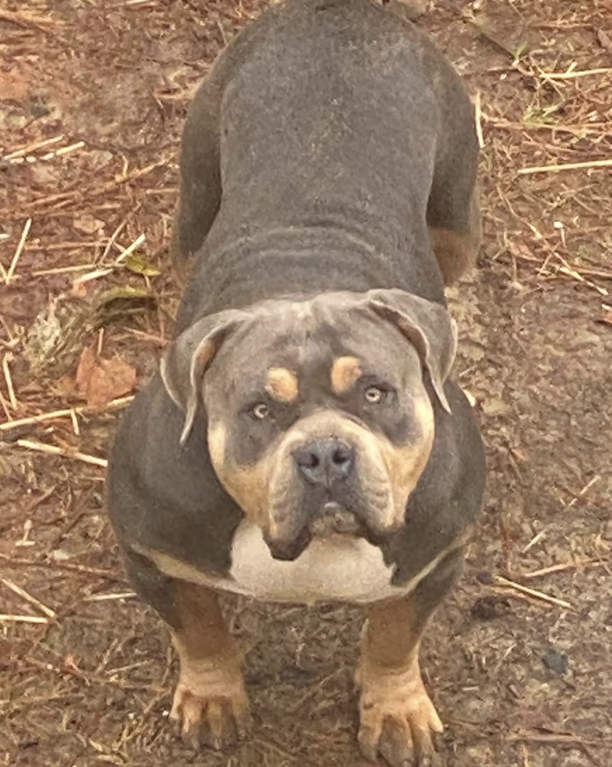 Dog Featured Image