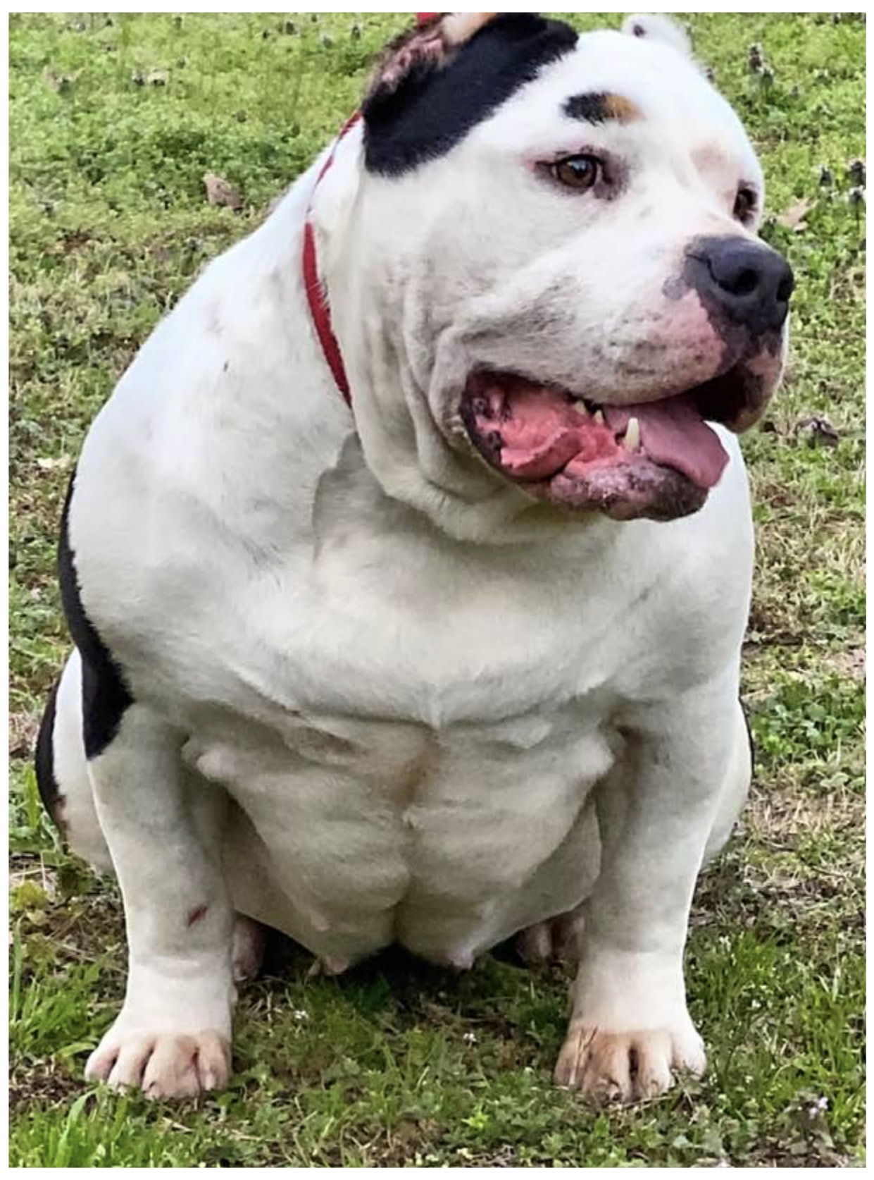 Dog Featured Image