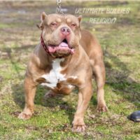 Dog Featured Image