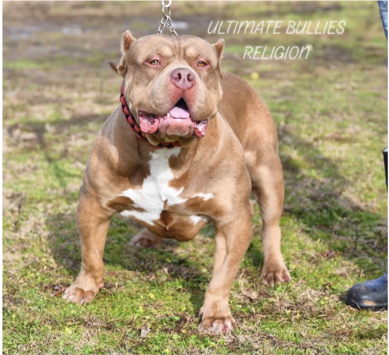 Dog Featured Image