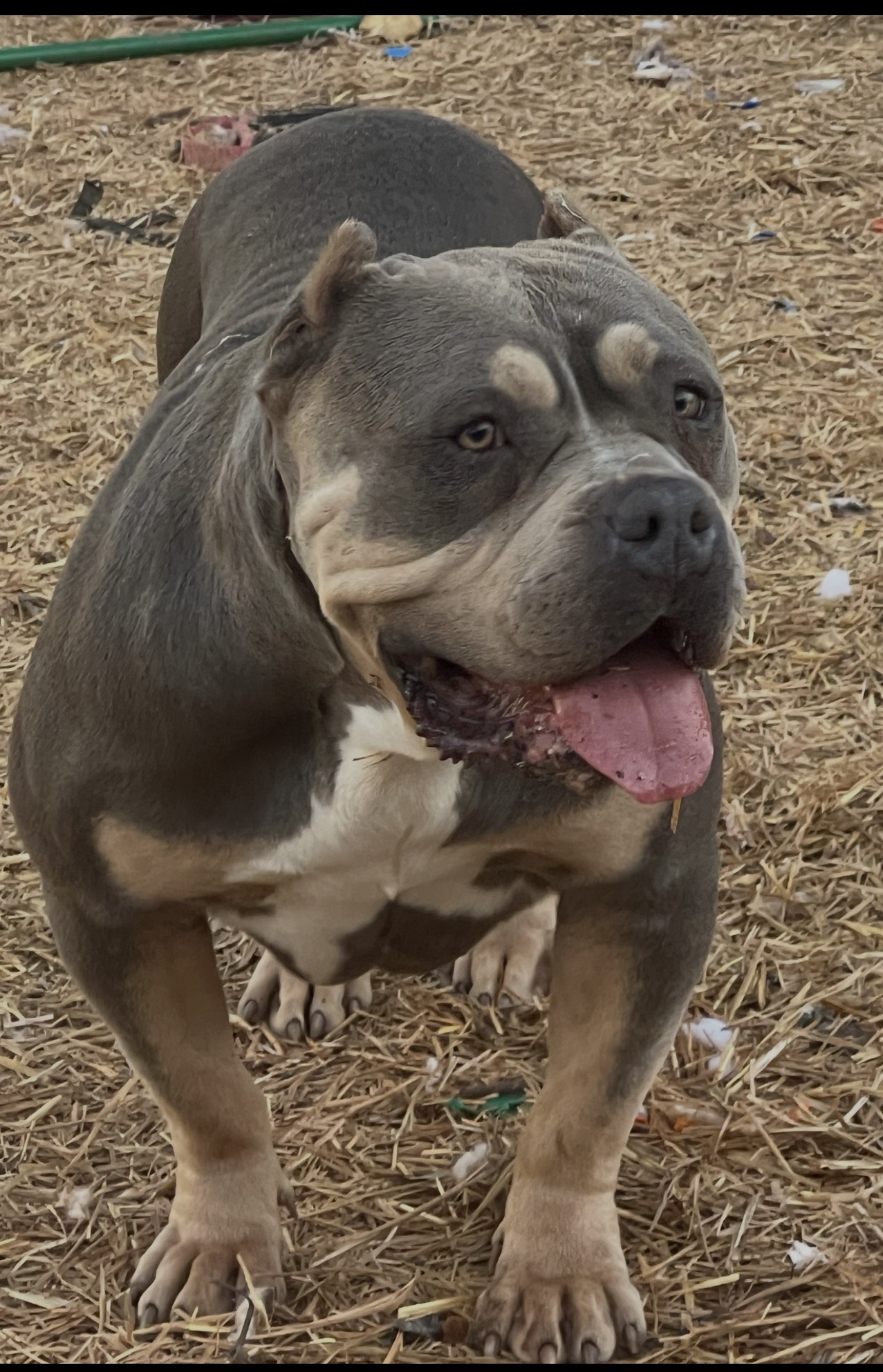 Dog Featured Image