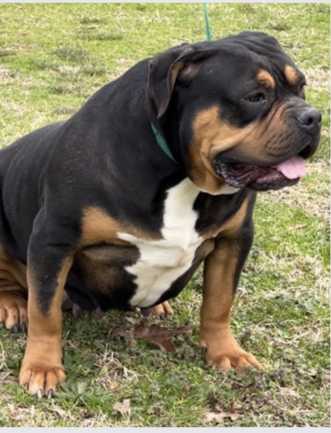 Dog Featured Image