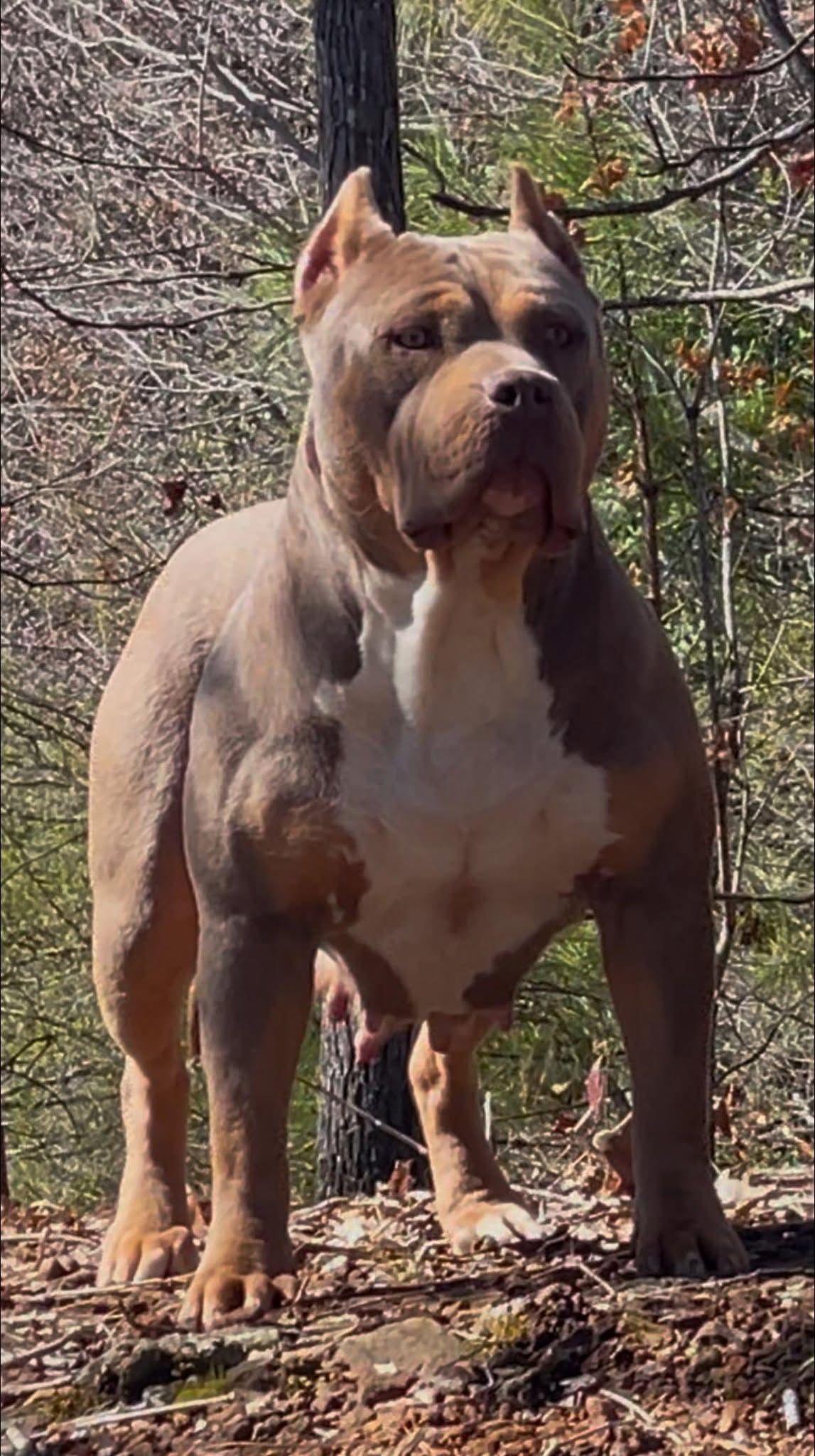 Dog Featured Image