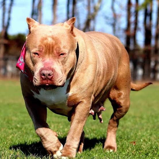 Dog Featured Image