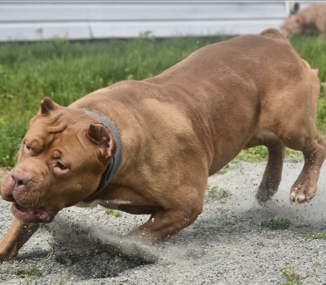 Dog Featured Image