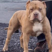 Dog Featured Image