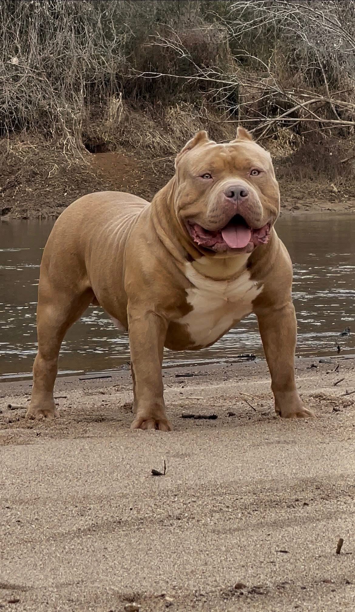 Dog Featured Image