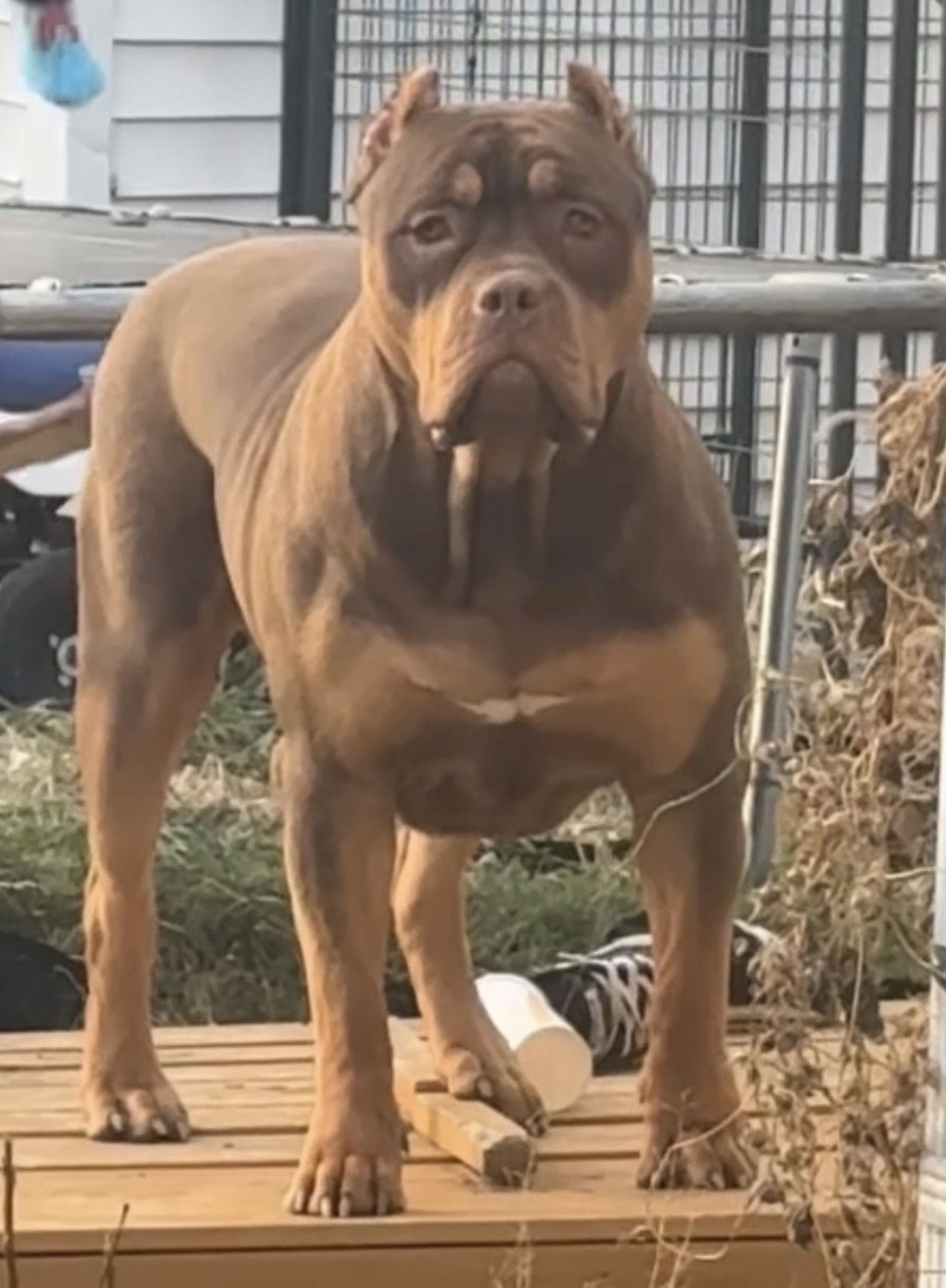 Dog Featured Image