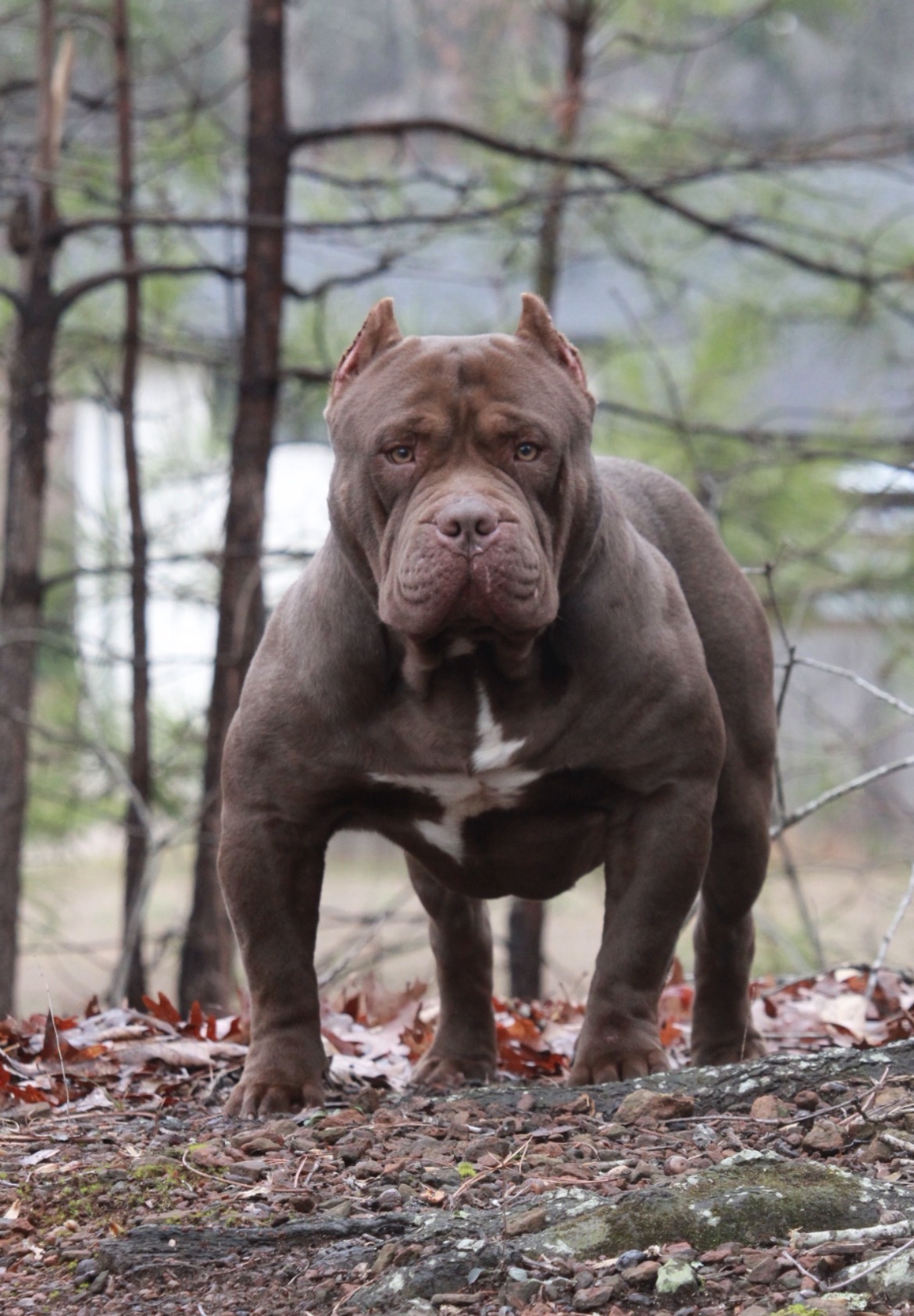 Dog Featured Image