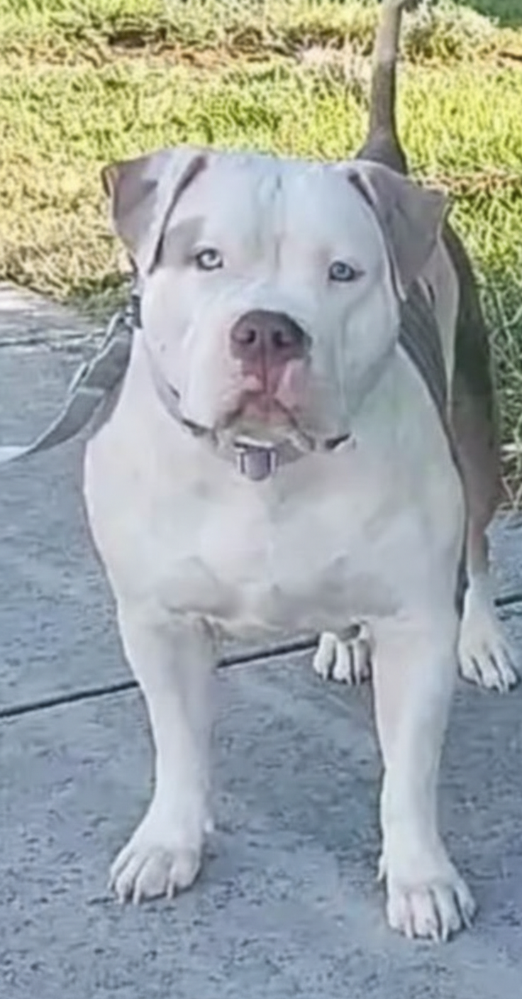 Dog Featured Image