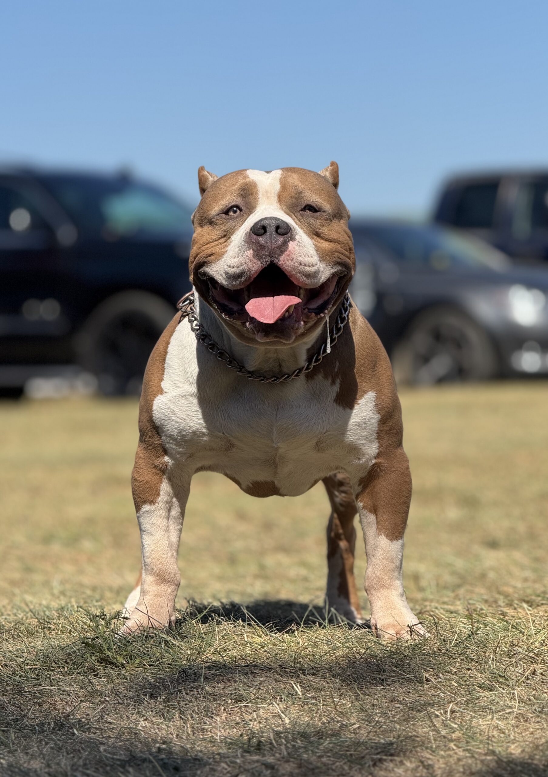 Dog Featured Image