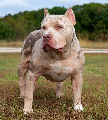 Dog Featured Image