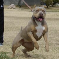 Desirabulls Voodoo