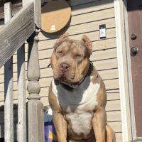 DKWBullies Drogo