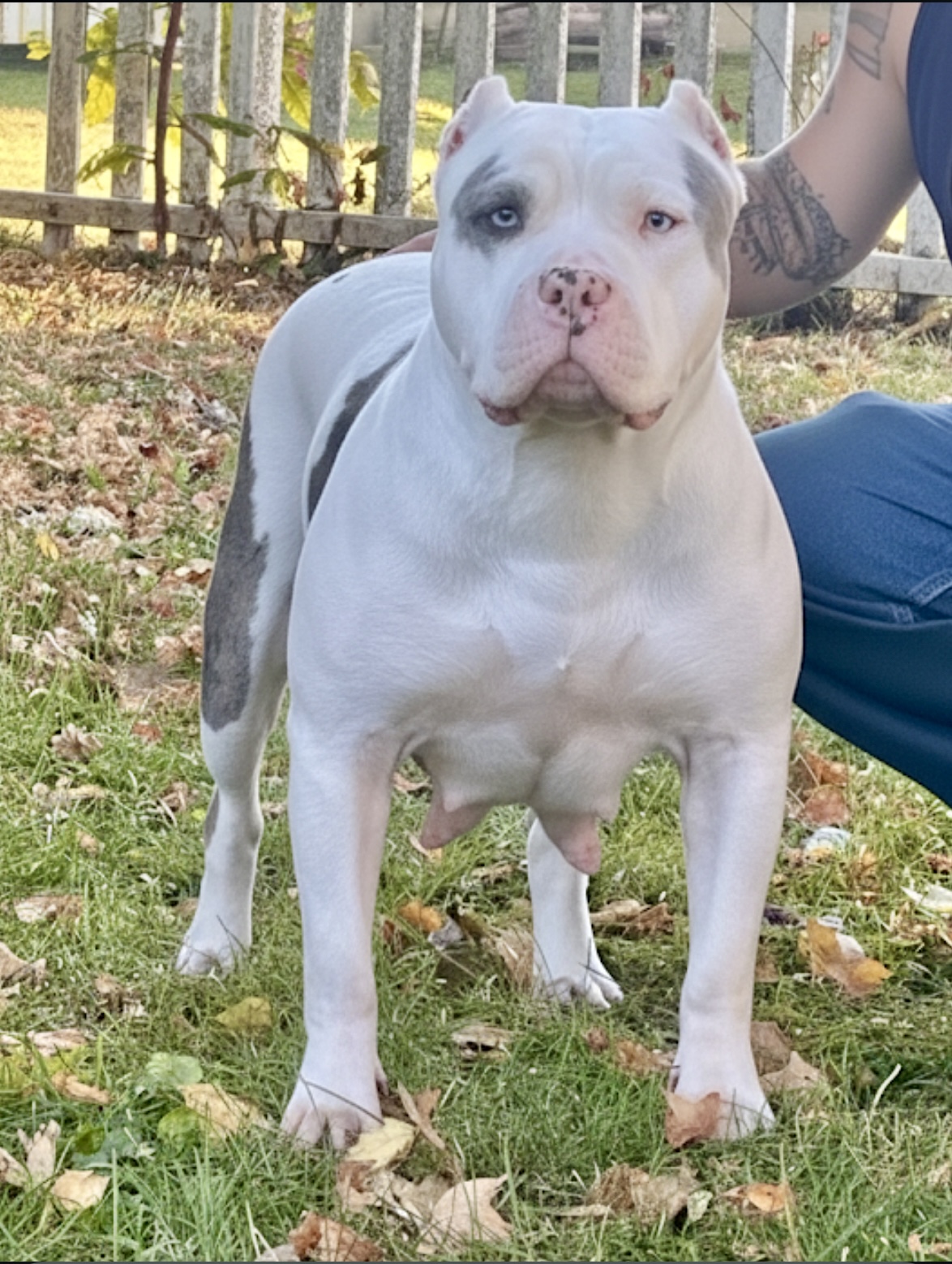 Dog Featured Image