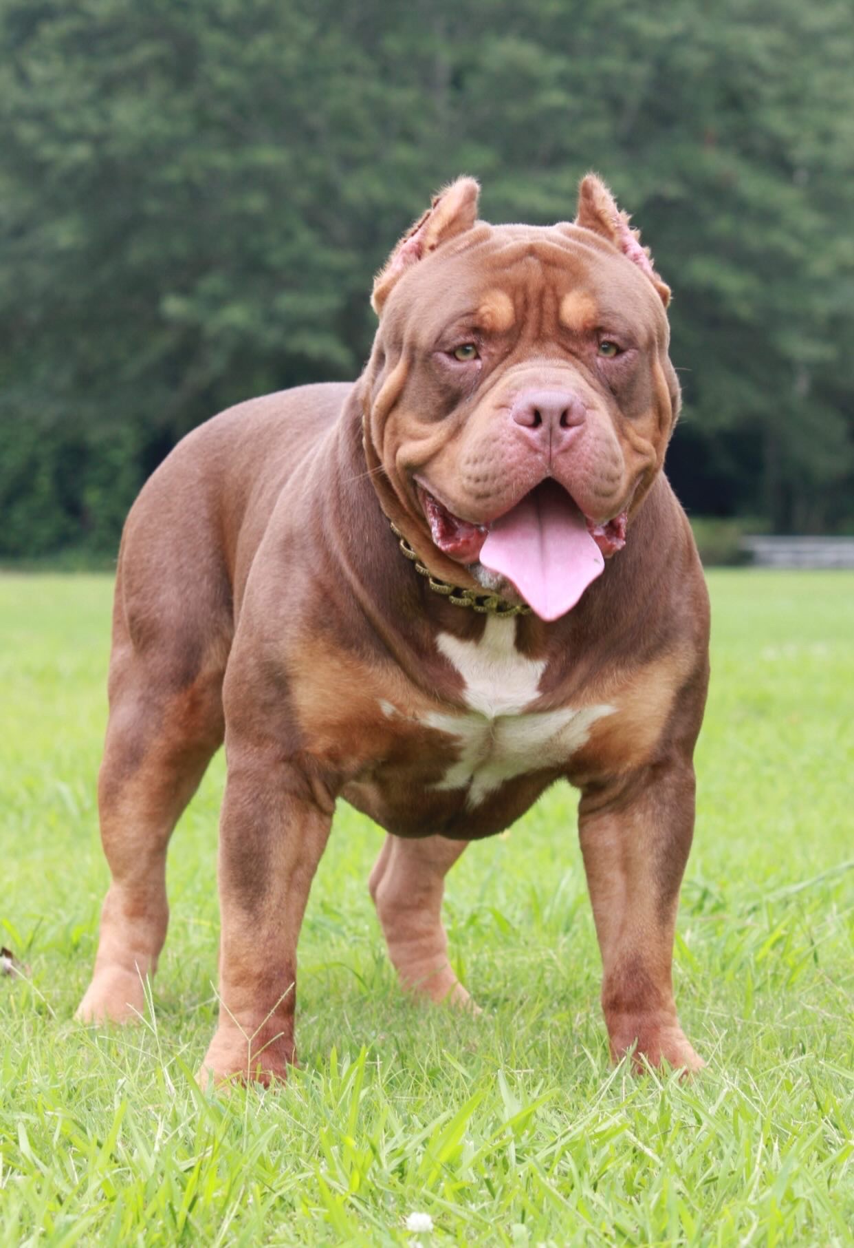 Dog Featured Image