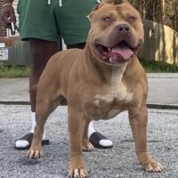 Topsoufdawgz Ch. Fawn Don