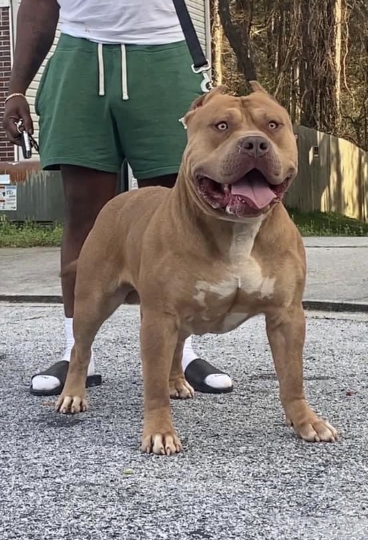 Dog Featured Image
