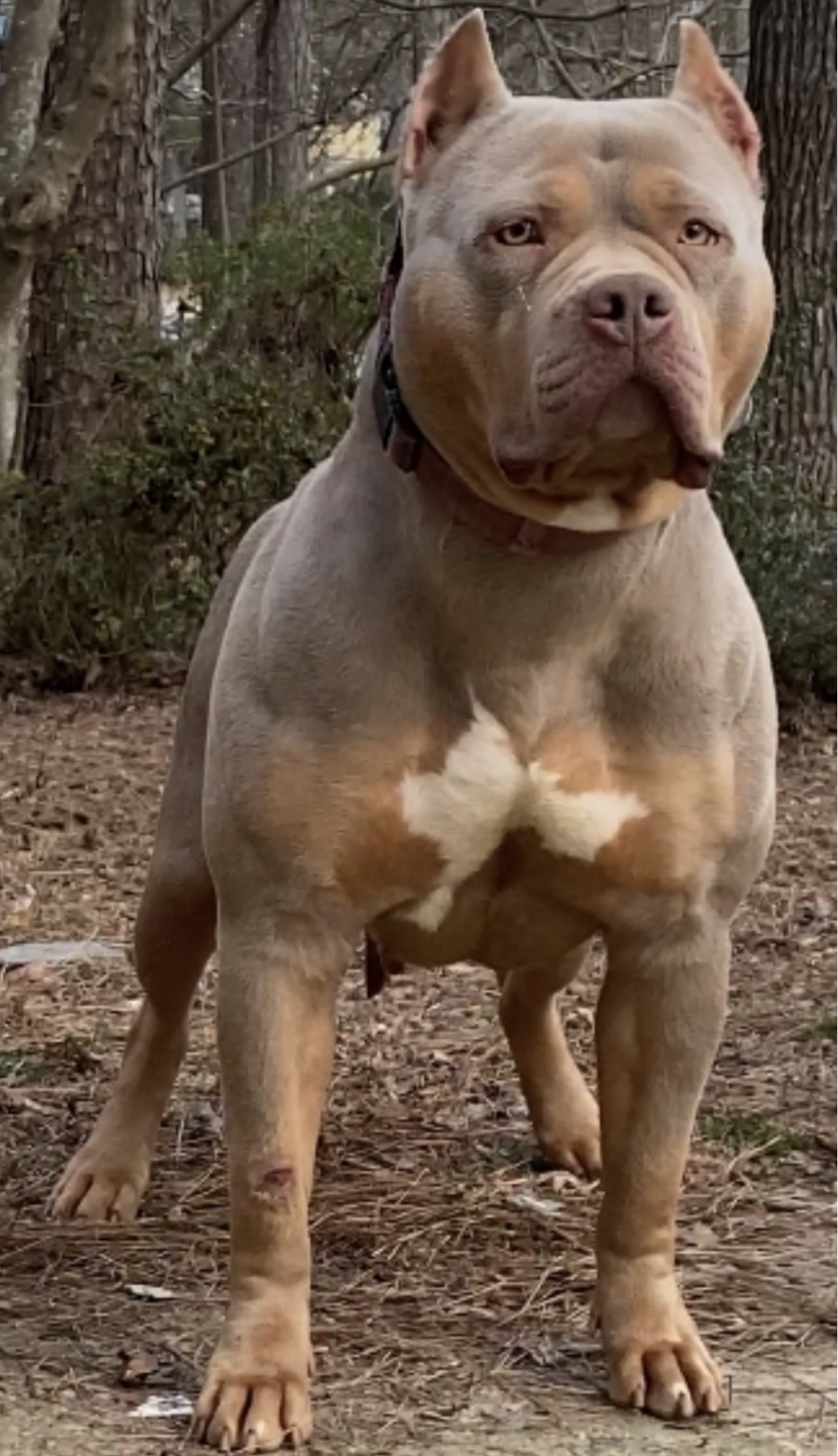 Dog Featured Image