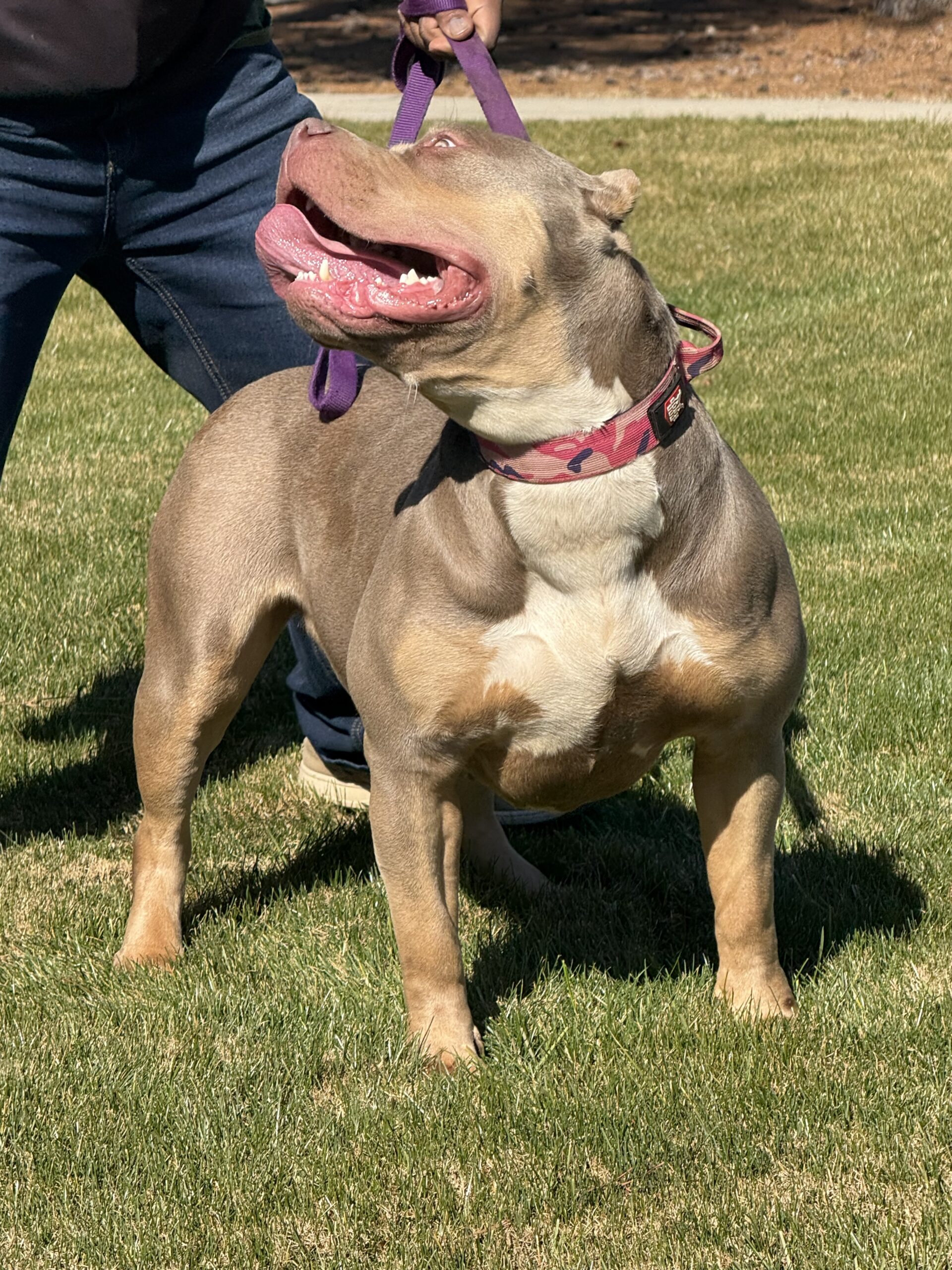 Dog Featured Image