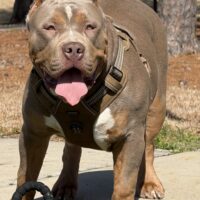 Dog Featured Image