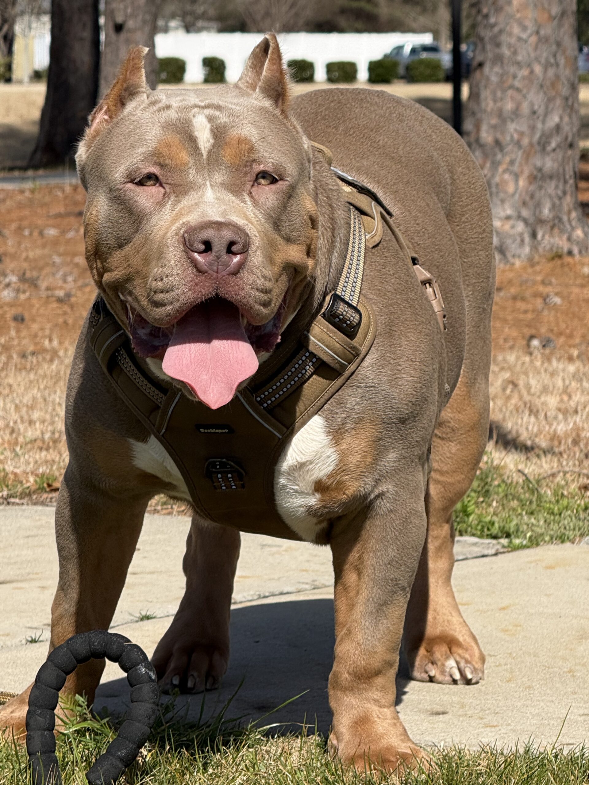 Dog Featured Image