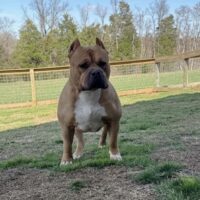 Dog Featured Image