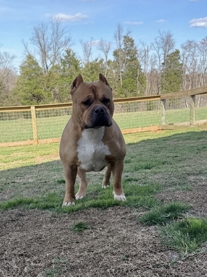 Dog Featured Image