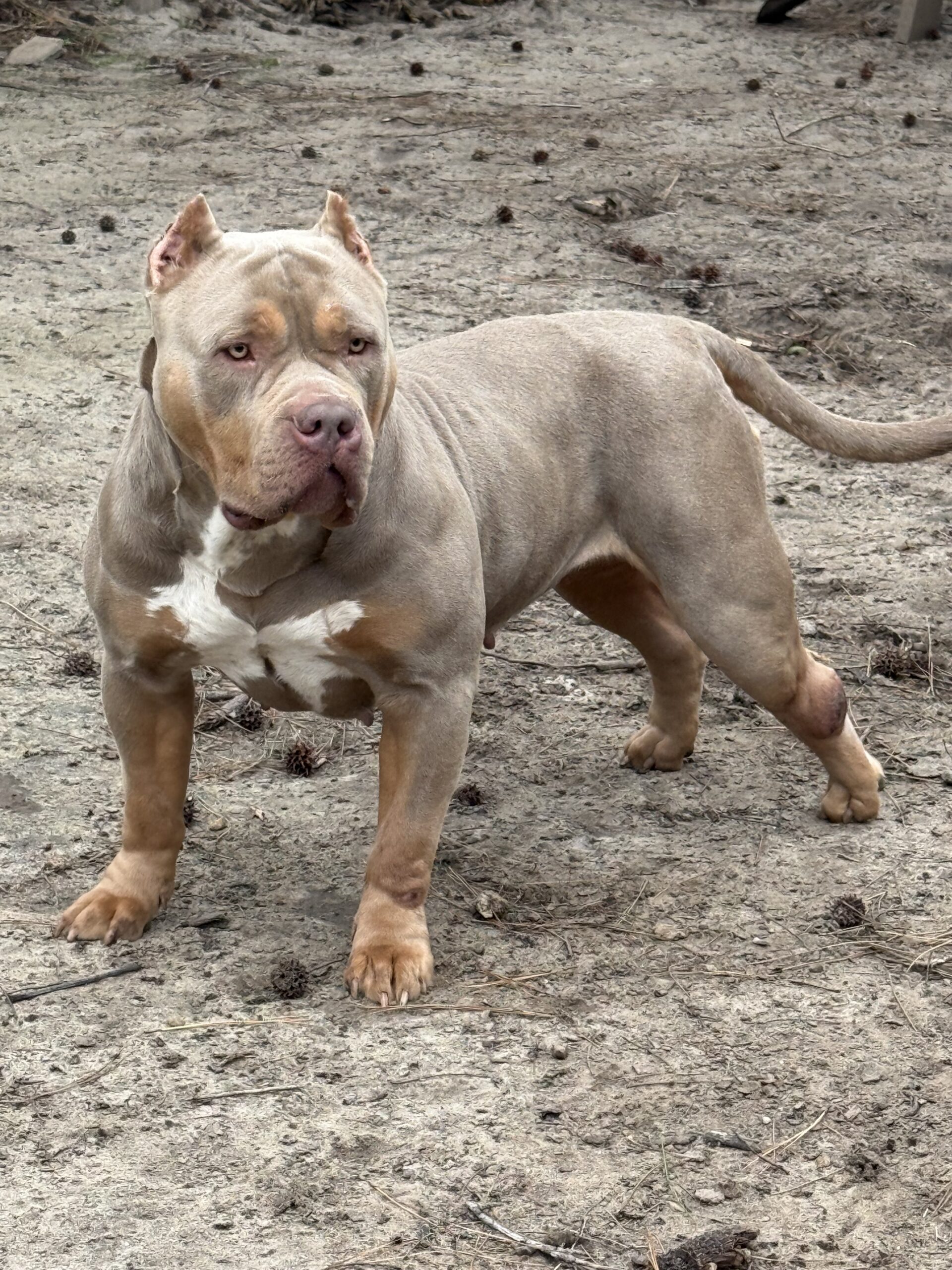 Dog Featured Image