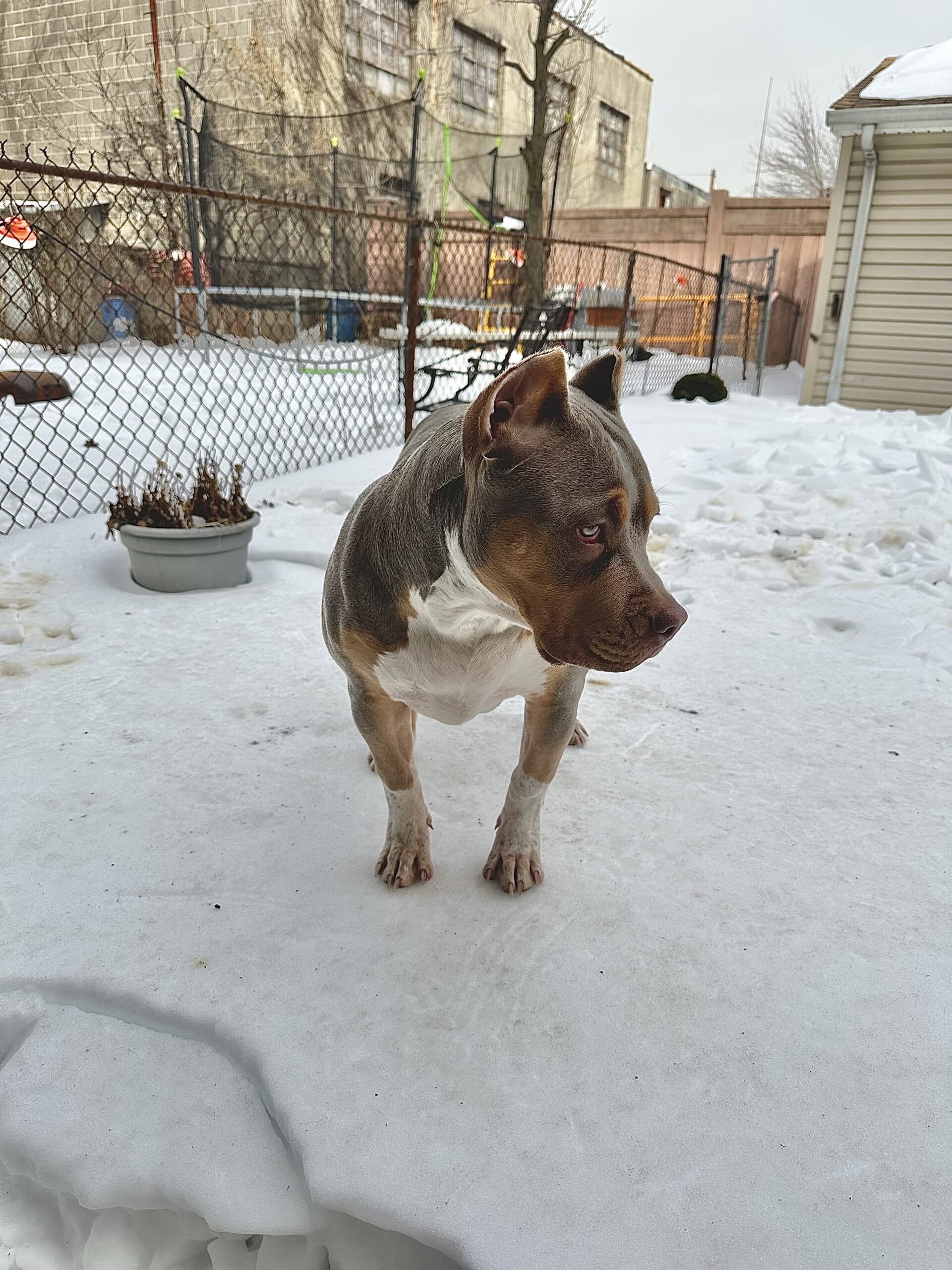 Dog Featured Image