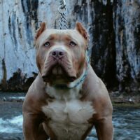BOSSY’S KLOUD