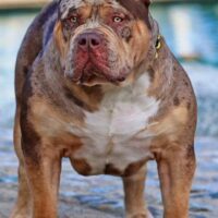 Bossy Kennels Juice