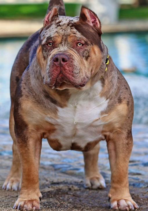 Dog Featured Image