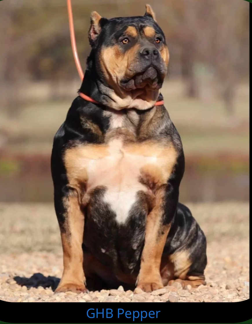 Dog Featured Image