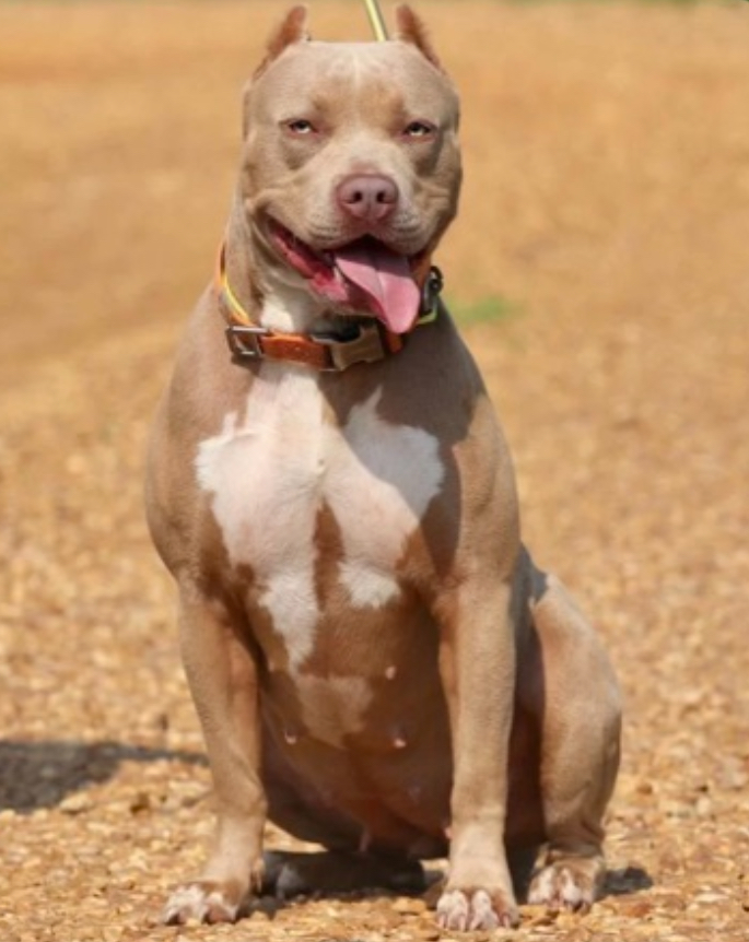 Dog Featured Image