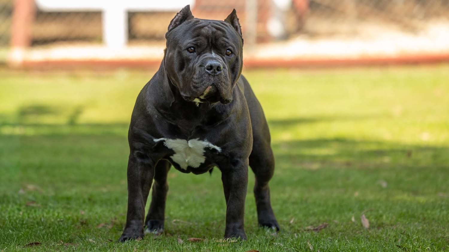 Dog Featured Image