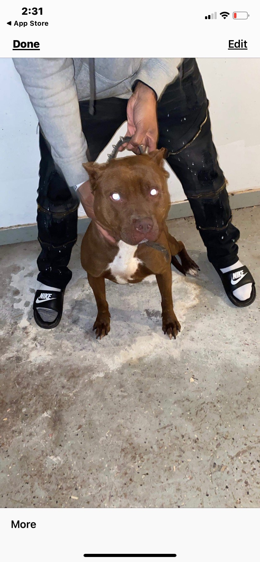 Dog Featured Image