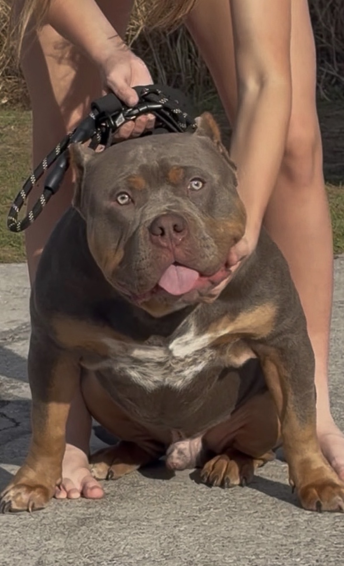 Dog Featured Image