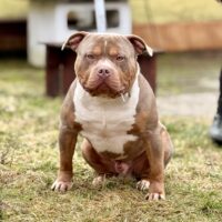 BADDOG Teddy Bear