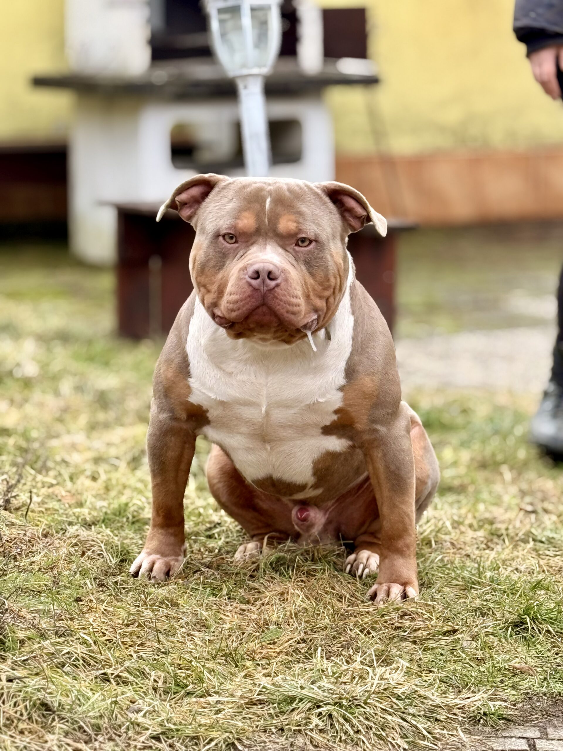 Dog Featured Image