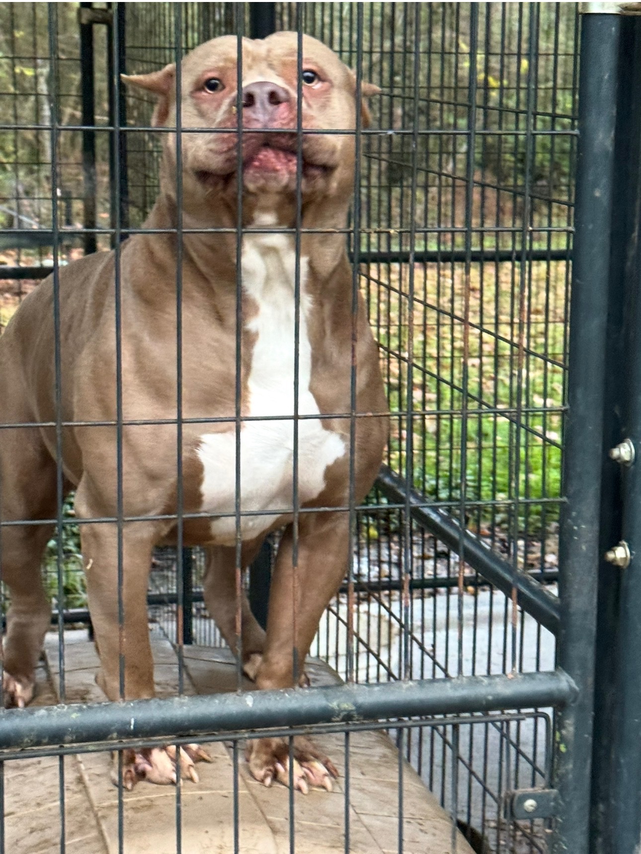 Dog Featured Image