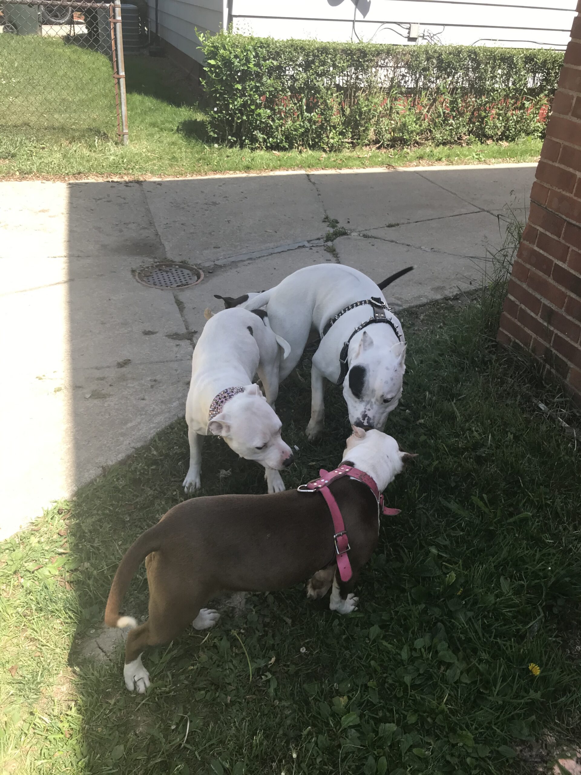 Dog Featured Image