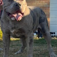 Amp’s Mookie Bear