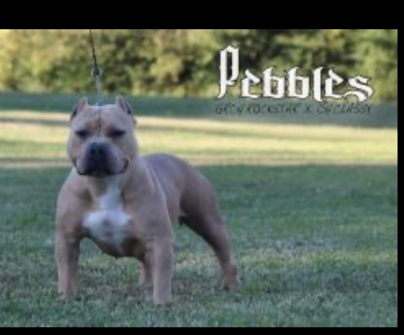 Dog Featured Image