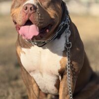 Capitol city bullies Iron Mike Tyson